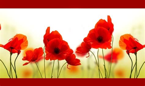 Poppy Symbolism and Poppy Flower Meanings on Whats-Your-Sign