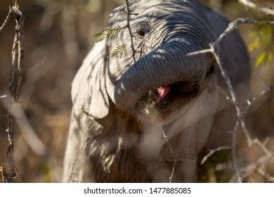 2,482 Elephant Calf Playing Images, Stock Photos & Vectors | Shutterstock