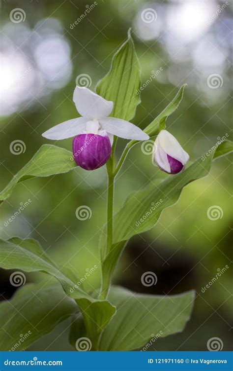 Cypripedium Reginae Wonderful Garden Ornamental Orchid Flower, Pink and ...