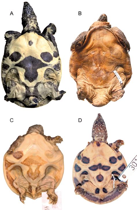 A new species of Pelodiscus from northeastern Indochina (Testudines, Trionychidae)