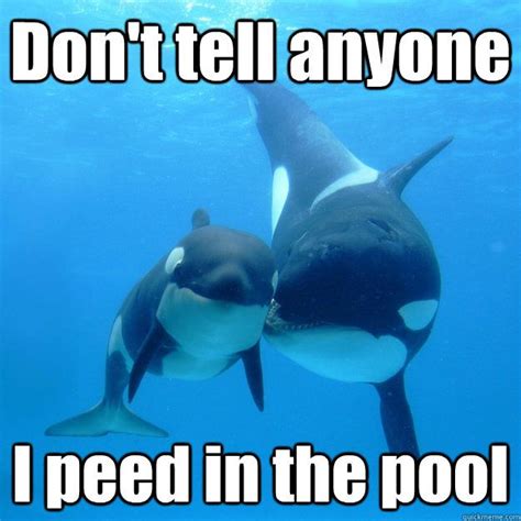 Funny pictures about Orca or Killerwhale 1