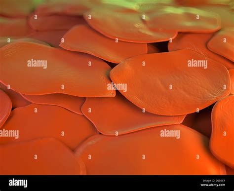 Human skin cells, artwork Stock Photo - Alamy