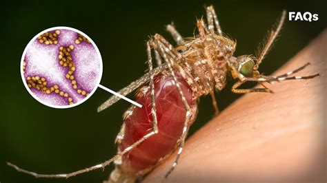 Mosquito season: How to identify symptoms of West Nile virus | Just The ...