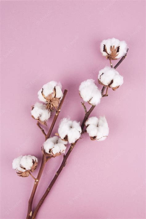 Premium Photo | Cotton flower on pastel pink background