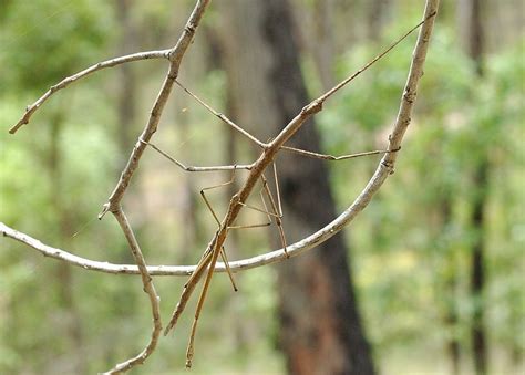 Stick and Leaf Insects - Order Phasmatodea | Stick insect, Walking ...