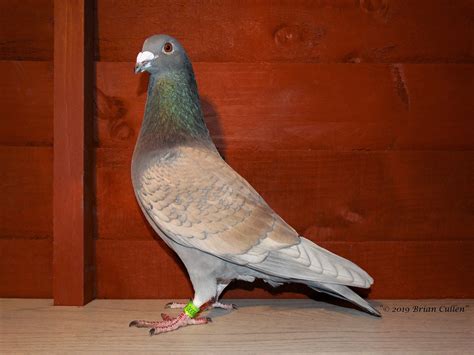 Paloma, Homing Pigeons, Pigeon Breeds, Racing, Birds, Facebook, Animals, Passenger Pigeon, Pigeon