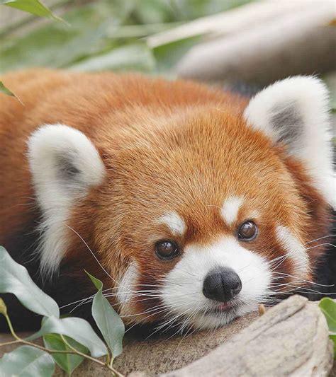 Red Panda Eating Bamboo