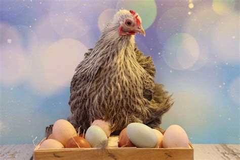 Easter Egger Chicken Breed - Everything You Need To Know