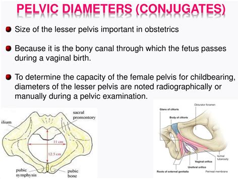 PPT - PELVIS PowerPoint Presentation, free download - ID:2063192