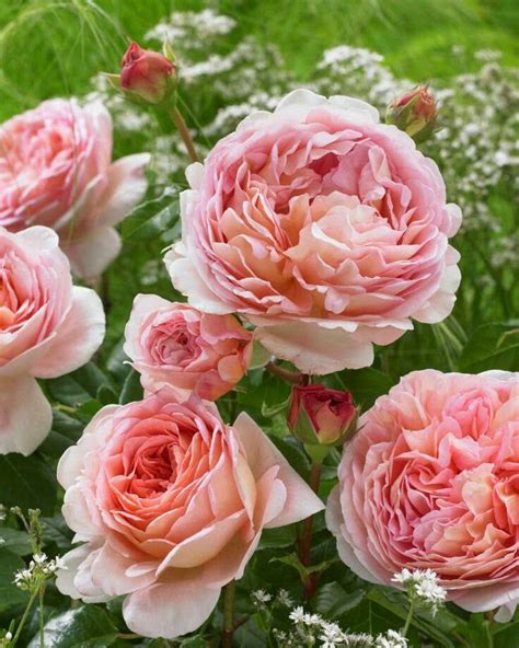 Abraham Darby, my most fragrant Old English rose! - Home Interior Ideas