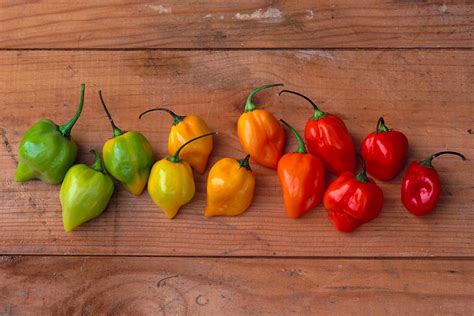 What Is a Habanero Pepper?