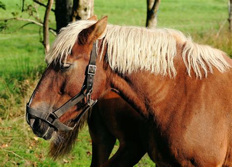 brown and beige horse free image | Peakpx