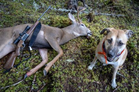 Training your Dog to Track a Wounded Deer - Out Of This World Taxidermy ...