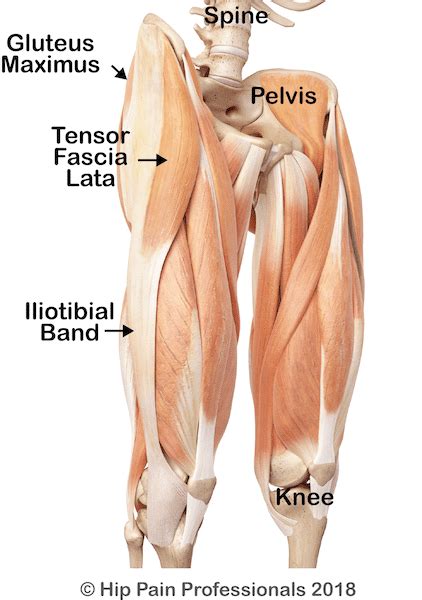 The Hip Abductor Muscles, Trochanteric Bursa and Lateral (Outside) Hip Pain