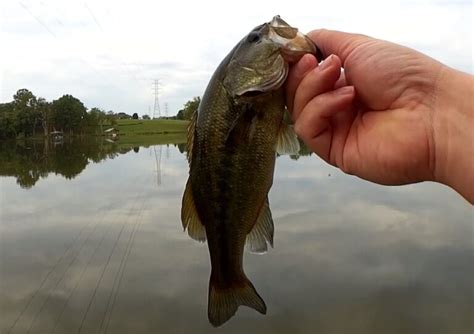 How to Catch Bass with a Ned Rig - Realistic Fishing