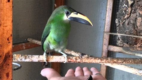 Emerald Toucanets - YouTube