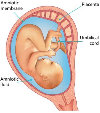 Fetus’s environment | Institut national de santé publique du Québec