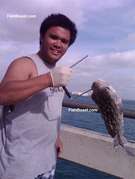 Puffer Fish are Poisonous. | FishBoast