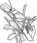 Free Printable Bug Coloring Pages For Kids sketch template