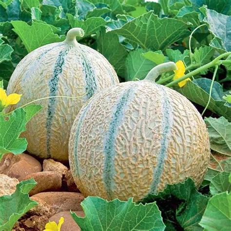 Charentais Melon Seeds - (Cucumis melo var. cantalupensis) | Outdoor ...