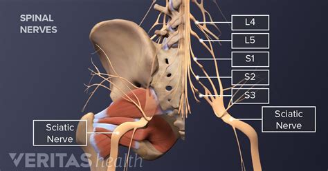 Anatomy of the Sciatic Nerve