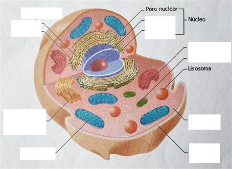 2 Completar Las Partes Del Esquema De Una Celula Eucariota Brainlylat | Porn Sex Picture