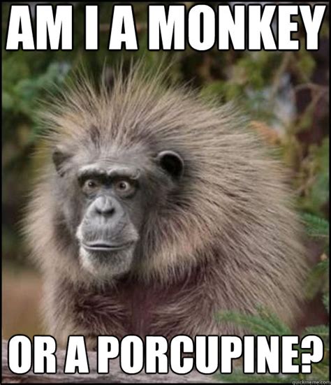 am i a monkey or a porcupine? - What Am I - quickmeme