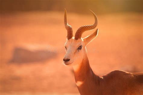 Gazelle. Arabian Wildlife In Natural Habitat Stock Image - Image of ...