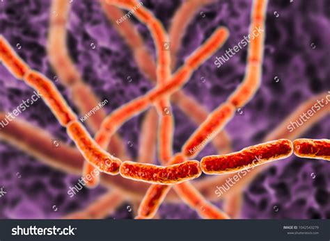 Streptobacillus Moniliformis Bacteria 3d Illustration Gramnegative ...