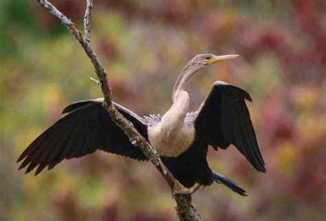 PHOTOS: 'Water turkey' recently spotted at the Pocosin Lakes National ...