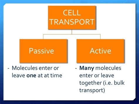 👍 Three examples of passive transport. Active transport: primary & secondary overview (article ...