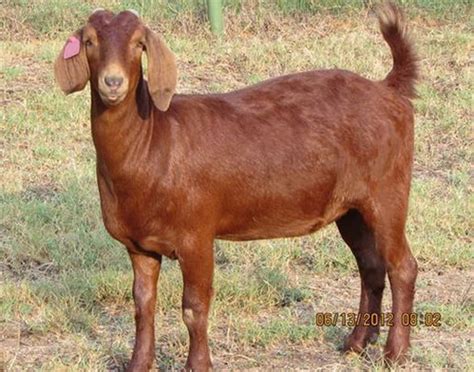 Kalahari Red Goat | Hooggekraal Farms