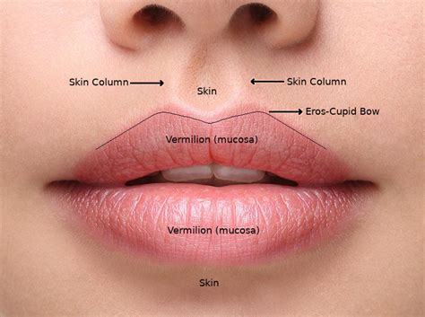 Things You Should Know About Lip Aesthetics | Ege Ozgentas M.D.