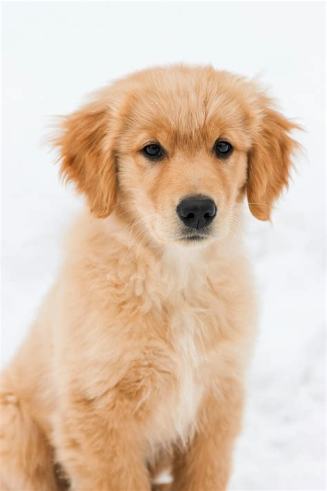 Best 500+ Golden Retriever Puppy Pictures | Download Free Images on Unsplash