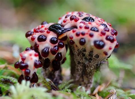 10 Most Bizarre Mushrooms And Fungi You Should Definitely Check. Wait Till You See #6, The ...