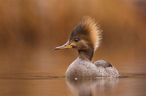 Canadian Geographic Photo Club - Winners of the 2012 Wildlife Photography of the Year Competition