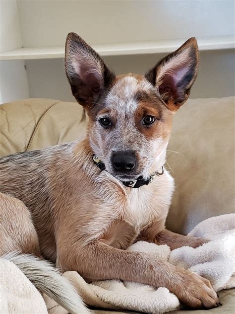 Red heeler pup, Autumn, 3 months old 🤗😍 | Blue heeler dogs, Heeler puppies, Australian cattle dog