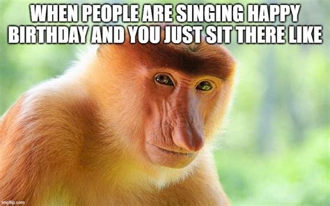 93+ Funny Monkey Singing Happy Birthday – PICS AESTHETIC