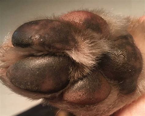 Dry Cracked Dog Paws: Before & After Paw Soother Review – Natural Dog ...