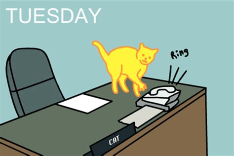 Popular GIF | Cat work, Giphy, Work meeting meme