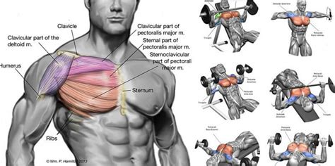 The Best Chest Exercises for Building a Broad, Strong Upper Body ...