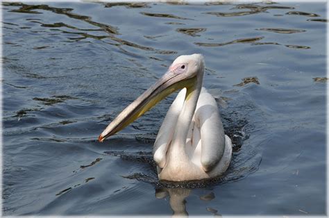 Nature of the Netherlands: Places, Plants and Animals