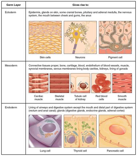 skin protects vulnerable structures or tissues deeper in the body ...