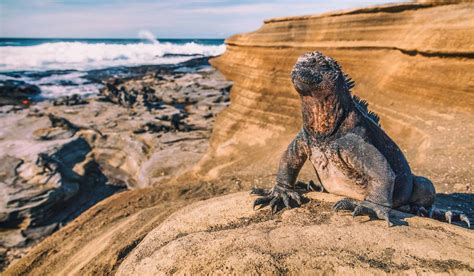 Top 8 things to See in The Galápagos Islands - Civitatis