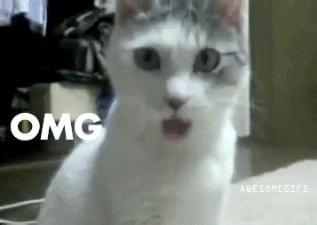 Omg GIF - Find & Share on GIPHY