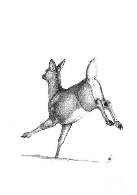 Running Deer Drawing by Martina Seketa - Fine Art America