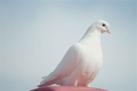 La paloma blanca como un símbolo de paz