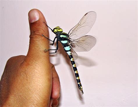 Free Images : hand, wing, fly, finger, insect, bug, invertebrate, wings ...