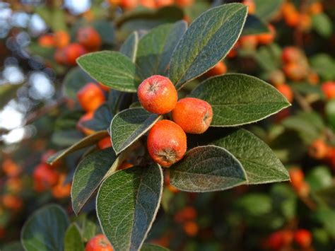 10 Seeds Cotoneaster horizontalis Seeds Rockspray Specimen Tree or Bonsai Good Fall Color