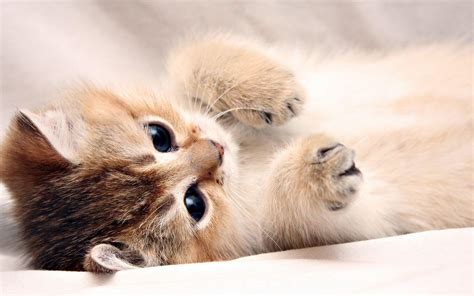 Cute Baby Cats Wallpapers - Wallpaper Cave